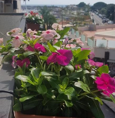 B&B La Costa Di Naxos Giardini Naxos Eksteriør billede
